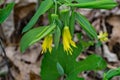 Large-Flowered Bellwort Ã¢â¬â Uvularia grandflora